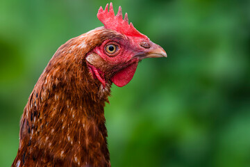 Brown chicken on green natural background. Copy space