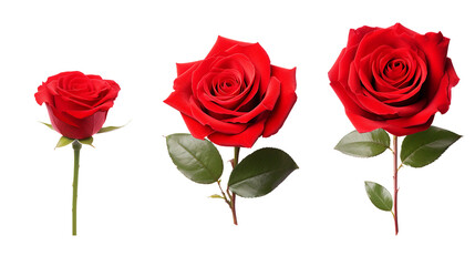 Romantic Red Roses in Full Bloom on transparent background - Perfect Gift for Valentine's Day, Wedding Celebrations, and Special Occasions of Love and Affection.