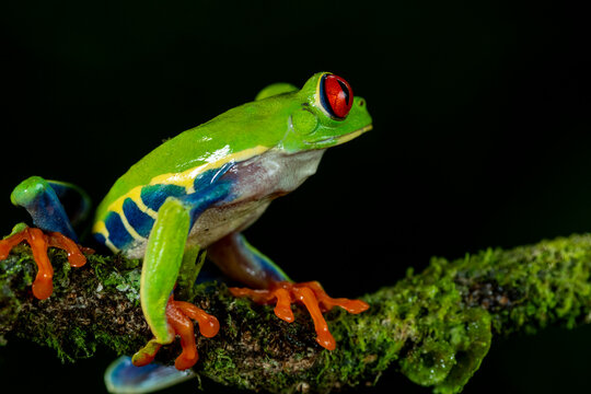 Red-eyed tree frog (Agalychnis callidryas) Costa Rica - stock photo