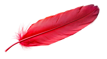 Vivid Red Feather Isolated on a Pure Transparent Background – A Study in Contrast and Detail
