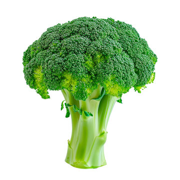 Fresh Head of Broccoli on Transparent Background