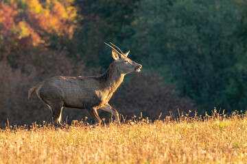 Running young deer with small antlers across the meadow. The forest is out of focus in the...