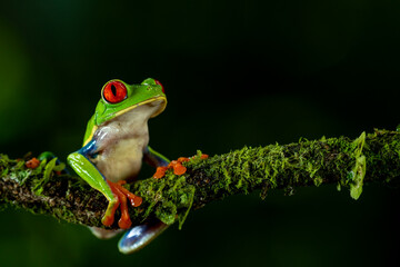 Red-eyed tree frog (Agalychnis callidryas) Costa Rica - stock photo