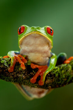Red-eyed tree frog (Agalychnis callidryas) Costa Rica - stock photo