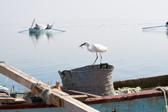White Little egret fishing a fish on the lake in Fayoum Egypt