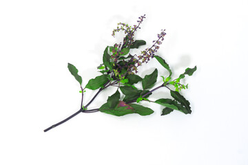 kaphrao leaves or holy basil