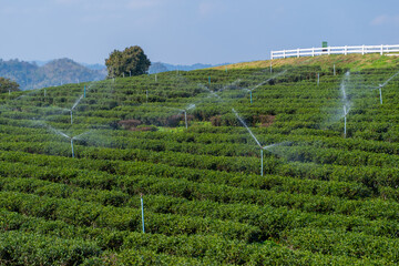 water the plants in tea plantation