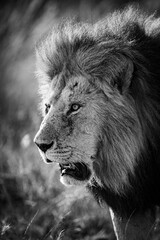 SAFARI BLACK AND WHITE