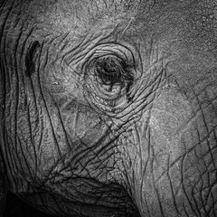 Fototapeta premium SAFARI BLACK AND WHITE