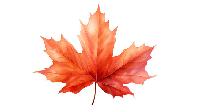 Maple Leaf Watercolor isolated on a transparent background.