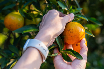 Pick fresh oranges from the orange farm