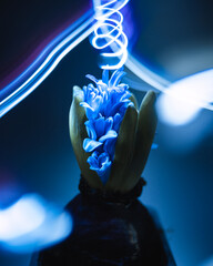 Hyacinthus bulb is Blooming Blue winter plants artistic blossom view