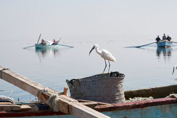 White Little egret fishing a fish on the lake in Fayoum Egypt