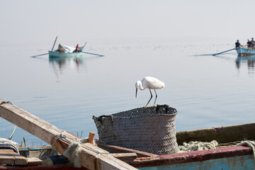 Fototapeta na wymiar White Little egret fishing a fish on the lake in Fayoum Egypt