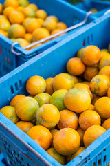 Fresh oranges in baskets picked by gardeners