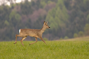 A doe walking on a green meadow. The forest is out of focus in the background.