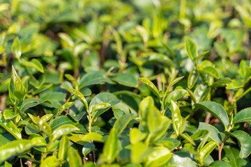 tea bud - young tea leaf shoots for harvest