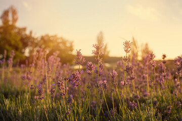 Naklejka premium Lavender field at Tihany peninsula, Hungary