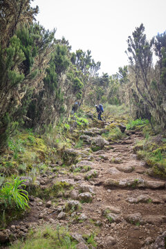 Ascending the Mystic Trails of Mt. Kilimanjaro