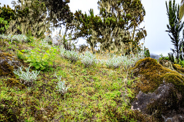 Mystical Forest Landscape with Lush Greenery and Rocks