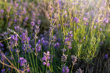 Lavender field at Tihany peninsula, Hungary