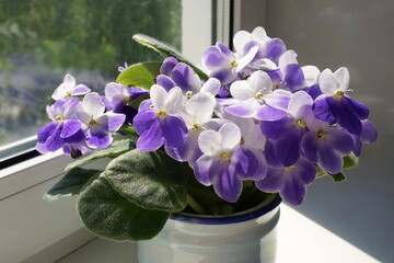 Saintpaulia ( African violets, Streptocarpus teitensis ) on windowsill, with violet flowers in a pot. Green home plants. Blooming violets, side view.