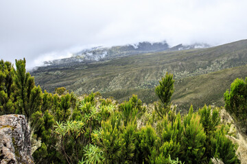 Fototapeta premium Mystic Mountain Landscape Amidst the Clouds in Mt. Kilimanjaro Machame Route