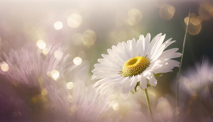 daisy flower close up