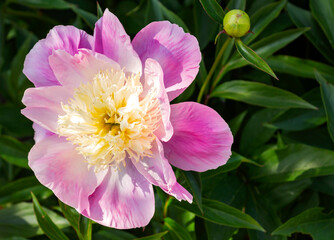 Subtle peony flower blooming in a spring garden. Macro shot of a beautiful single peony bloom. Soft pink color natural tint on green foliage background - bright green leaves. Spring nature wallpaper.