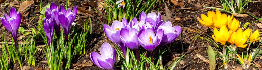 Cute crocuses horizontal banner header background. Crocus bunches yellow purple flowers and leaves. Spring blooms on brown soil. Springtime saffron snowdrop flower closeup shot in a botanical garden.
