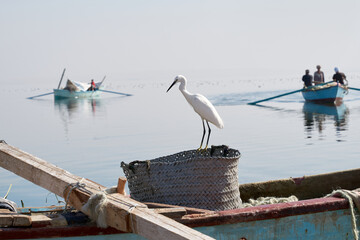 White Little egret fishing a fish on the lake in Fayoum Egypt