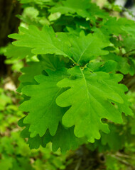 Fototapeta na wymiar Green oak leaves closeup shot in the nature. Beautiful leaf shape oak tree brunch. Macro photography summer flora forest plant.