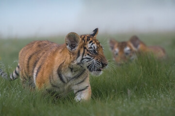 Siberian tiger (Panthera tigris altaica) in beautiful habitat. Amur tiger running in the grass. Green grass meadow with danger animal. Wildlife Russia.