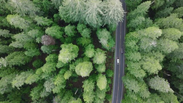 Overhead aerial above people exploring beautiful nature of Washington State. SUV cars driving by road in Olympic National Park woods. USA road trip tourism. Top down view over dense evergreen forest