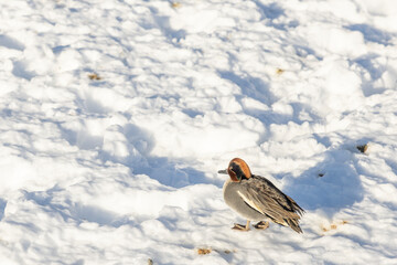 (Krikkand) Anas crecca Linnaeus  enjoying the good weather in Molde city Norway