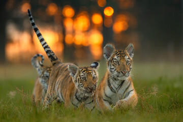 Siberian tiger (Panthera tigris altaica) in beautiful habitat. Amur tiger running in the grass. Green grass meadow with danger animal. Wildlife Russia.