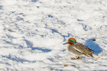 (Krikkand) Anas crecca Linnaeus enjoying the good weather in Molde city Norway