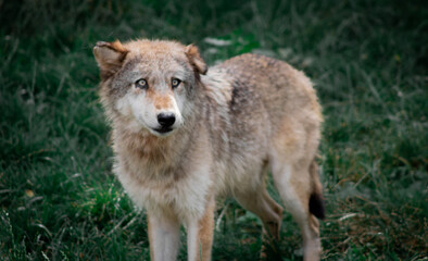 Fototapeta premium gray wolf canis lupus