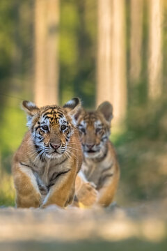 Siberian tiger (Panthera tigris altaica) in beautiful habitat. Amur tiger running in the grass. Green grass meadow with danger animal. Wildlife Russia.
