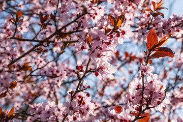 Close-up of gorgeous pink blooming almond blossoms in the Palatinate/Germany