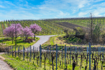 Blooming almond trees in the vineyards of the Palatinate/Germany