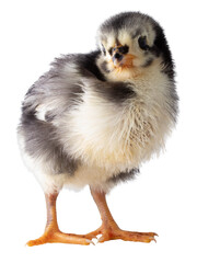 Baby chicken chick looking at the camera