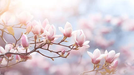 Schilderijen op glas flowering magnolia blossom on sunny spring background, close-up of beautiful springtime flora, floral easter background concept with copy space © Ziyan