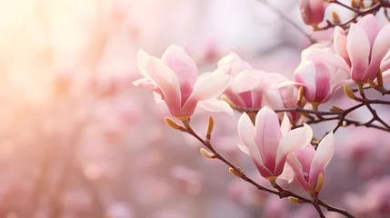 Keuken spatwand met foto flowering magnolia blossom on sunny spring background, close-up of beautiful springtime flora, floral easter background concept with copy space © Ziyan