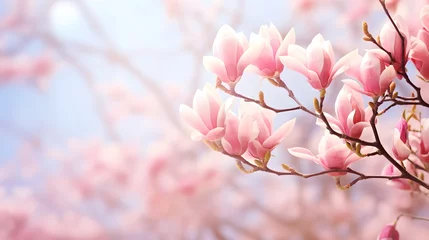 Foto op Aluminium flowering magnolia blossom on sunny spring background, close-up of beautiful springtime flora, floral easter background concept with copy space © Ziyan