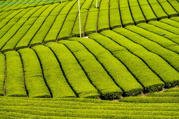 桜咲く季節　見渡す限り緑のじゅうたん　香り高き絶景スポット
Cherry...