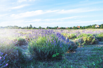 Fototapeta premium Lavender field at Tihany peninsula, Hungary