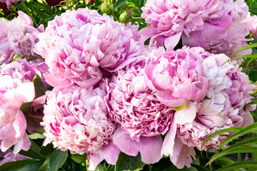 Lush peony flowers macro photo. Pink double peony bunch in botanical garden closeup shot. Delicate pink color peony flowers natural and imperfect but beautiful. For wallpaper, packaging, banner, etc.