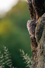 European scops owl, Otus scops, hidden in tree hole at sunrise. Small owl peeks out from trunk showing big yellow eyes. Bird also known as Eurasian scops owl. Wildlife scene. Morning in nature.