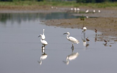 Mixed flock of water birds.this photo was taken from Chittagong,Bangladesh.